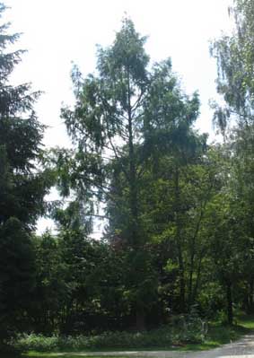 albero da identificare