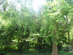 albero da identificare