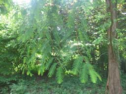 albero da identificare