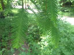 albero da identificare