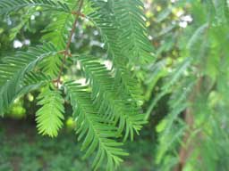 albero da identificare