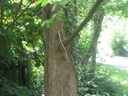 albero da identificare