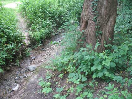 albero da identificare