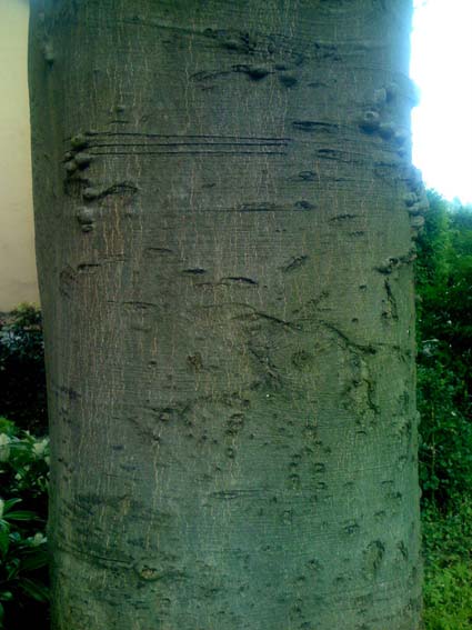 albero rosso da determinare