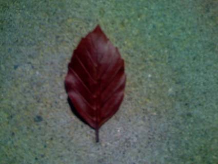 albero rosso da determinare