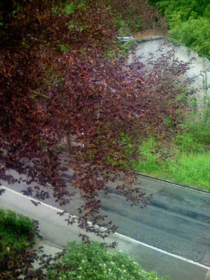 albero rosso da determinare