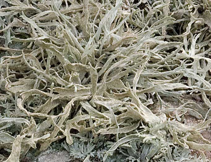 licheni Monte Lauro tre