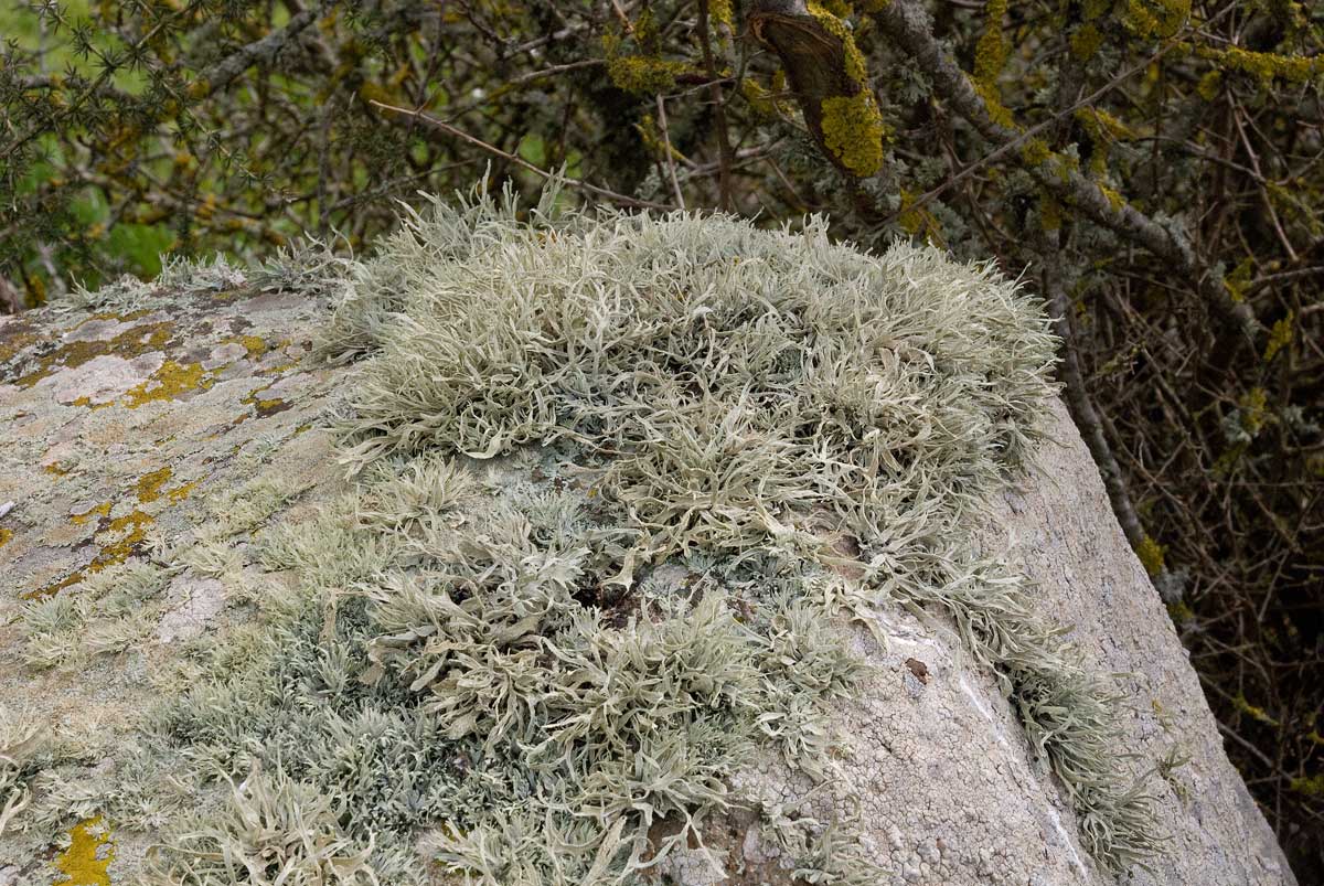 licheni Monte Lauro tre