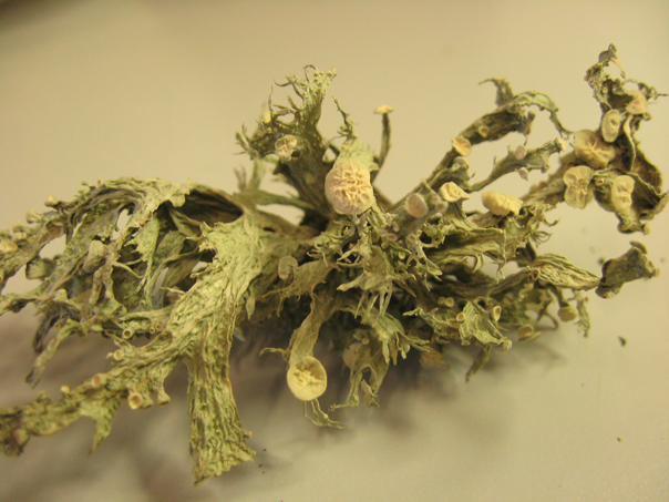 prima escursione lichenologica......determinazione!!!