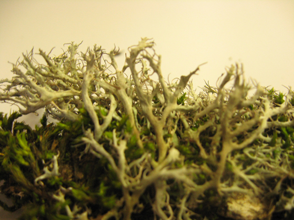 prima escursione lichenologica......determinazione!!!