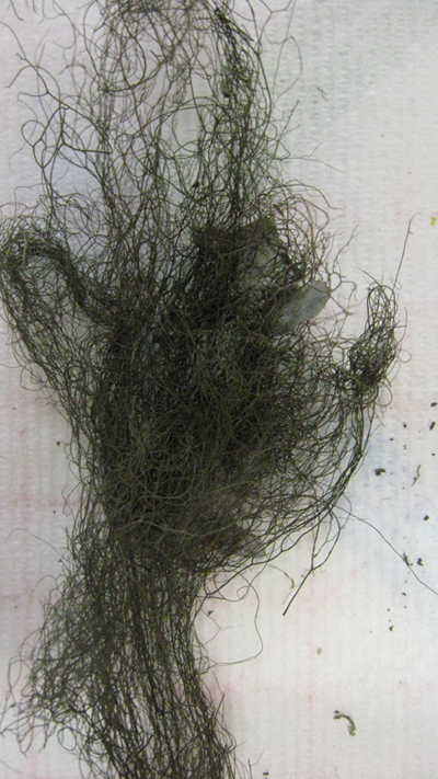 prima escursione lichenologica......determinazione!!!