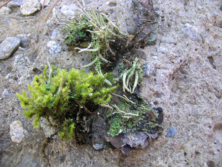 prima escursione lichenologica......determinazione!!!