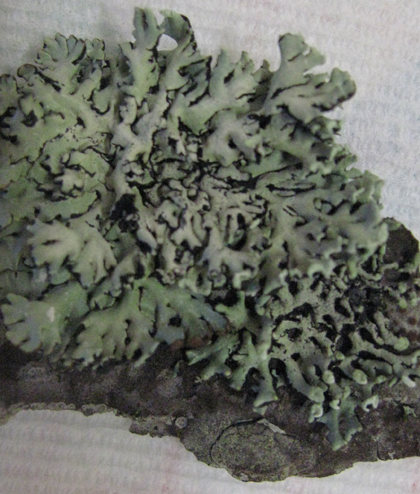 prima escursione lichenologica......determinazione!!!