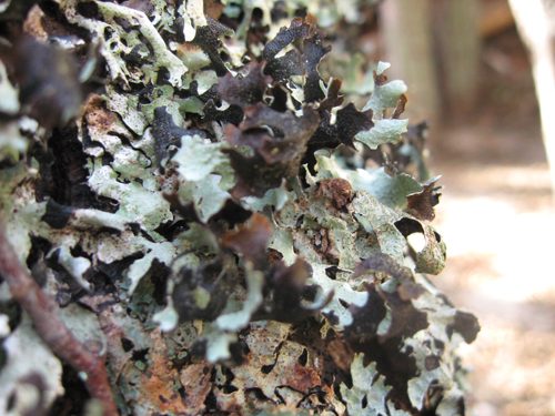 prima escursione lichenologica......determinazione!!!