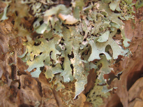 prima escursione lichenologica......determinazione!!!