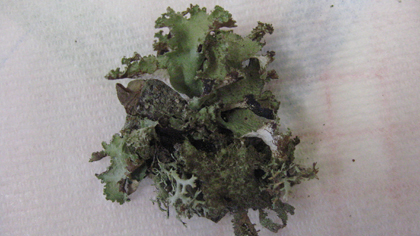 prima escursione lichenologica......determinazione!!!