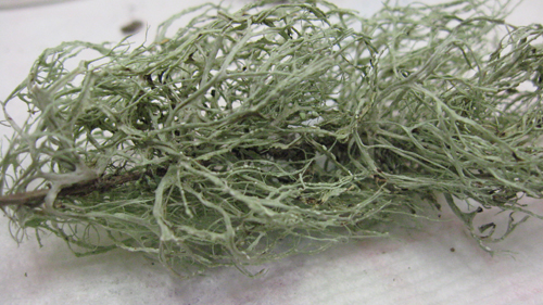 prima escursione lichenologica......determinazione!!!