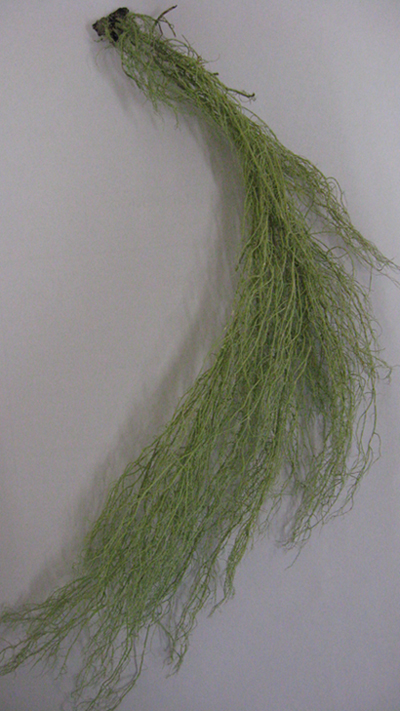 prima escursione lichenologica......determinazione!!!