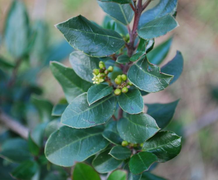 Rhamnus alaternus