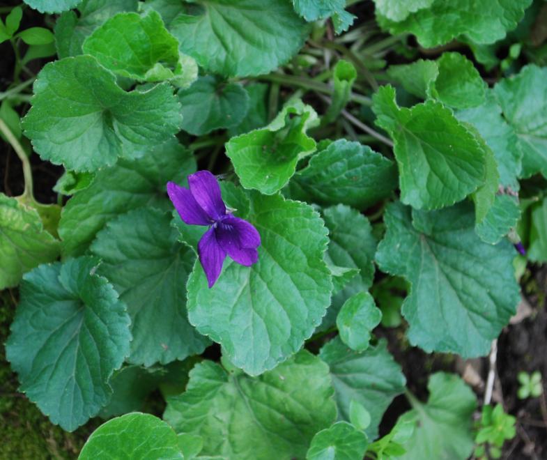 sono viole diverse?