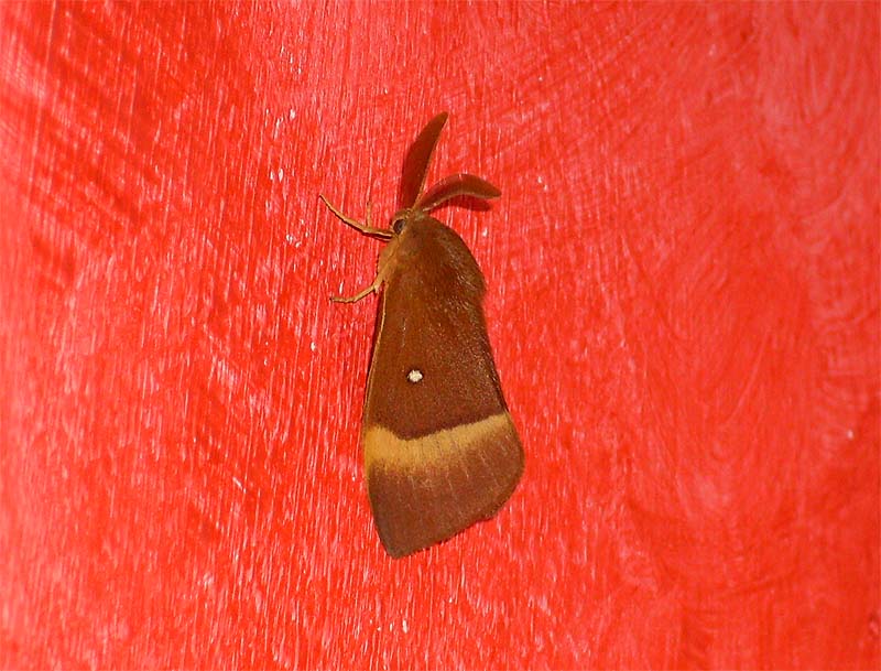 Lasiocampa quercus