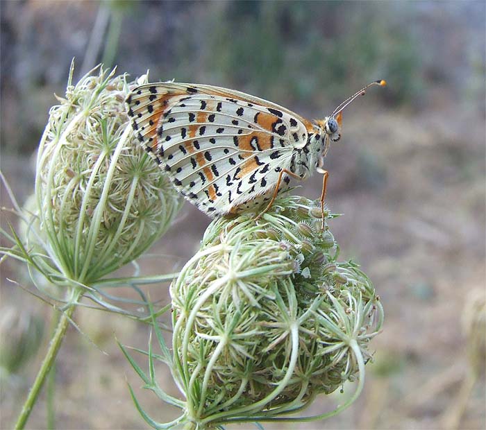 melitaea?