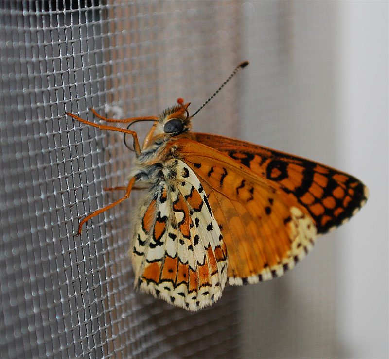 Melitaea cinxia - nate -