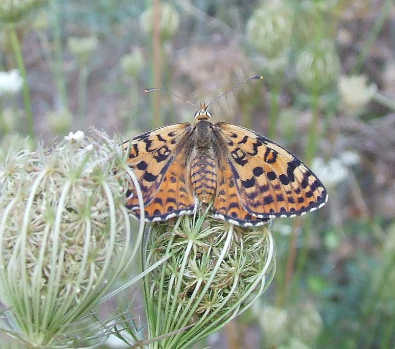 melitaea?