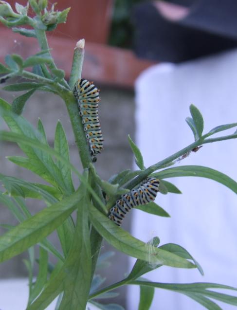 Papilio machaon