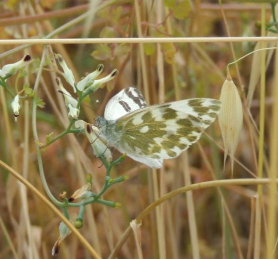 Pontia edusa