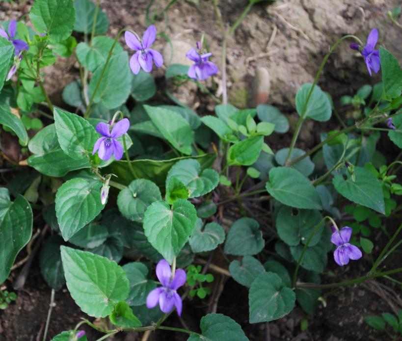 sono viole diverse?