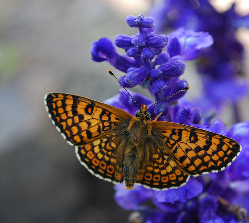 Melitaea cinxia - nate -