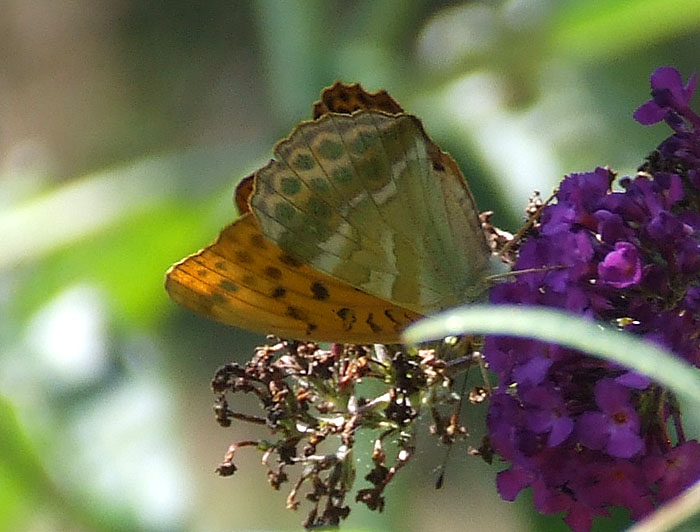 Argynnis paphia e Argynnis (Fabriciana) adippe