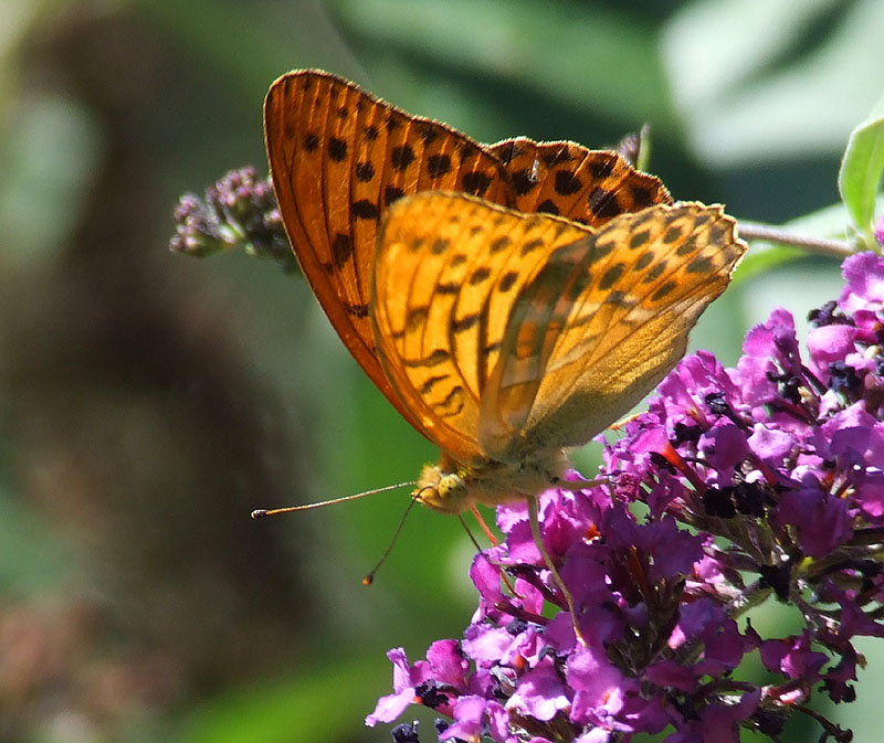 Argynnis paphia e Argynnis (Fabriciana) adippe