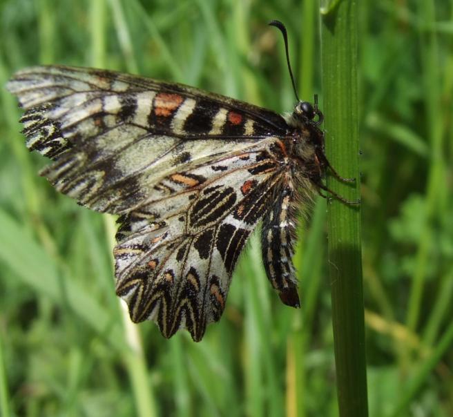 Bruco di Melitaea athalia