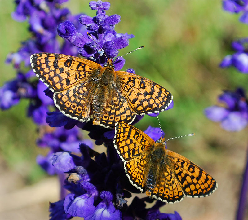 Melitaea cinxia - nate -