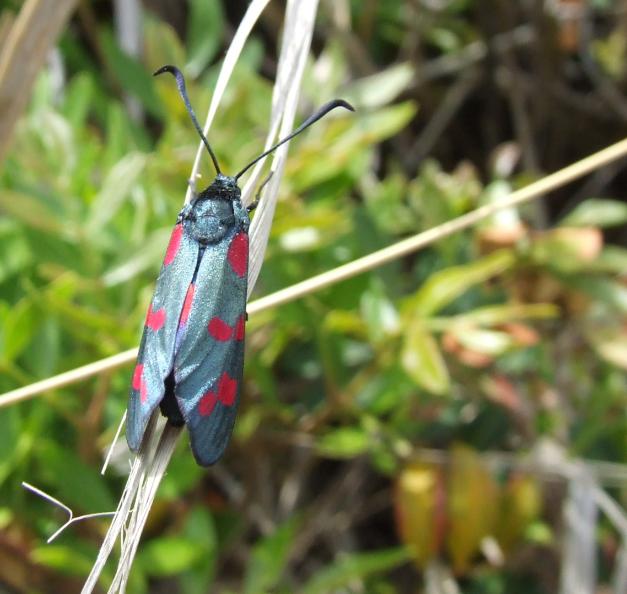 Zygaena filipendulae
