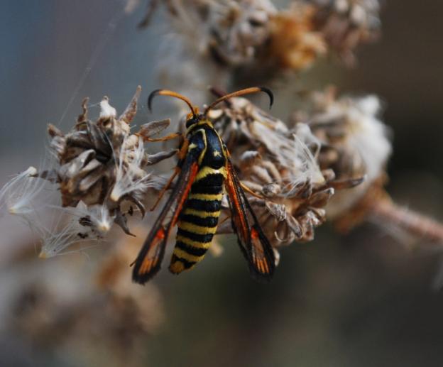 Bembecia cfr. ichneumoniformis (Sesiidae)