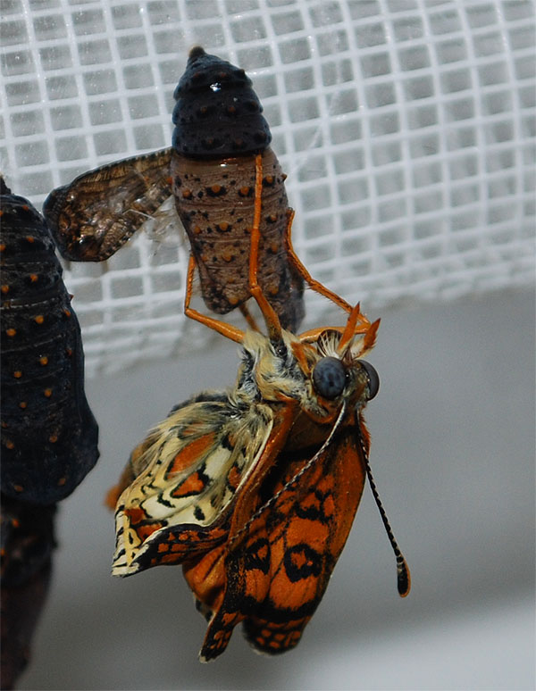 Melitaea cinxia - nate -