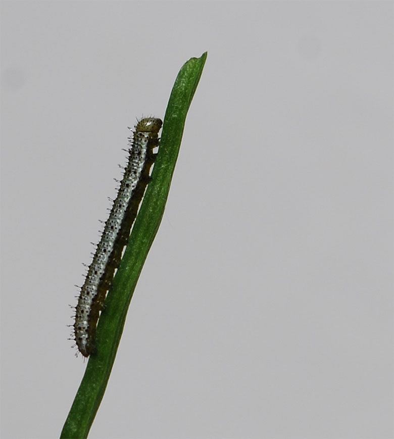 Anthocharis cardamines