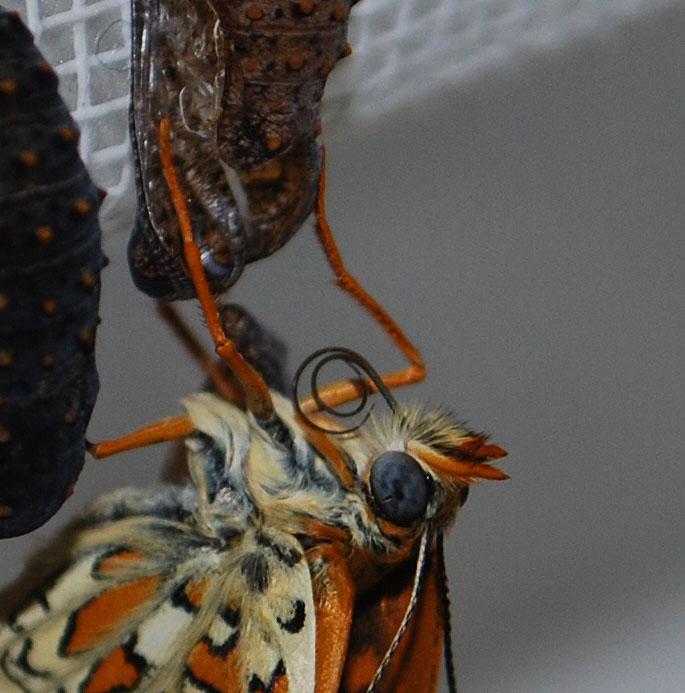 Melitaea cinxia - nate -