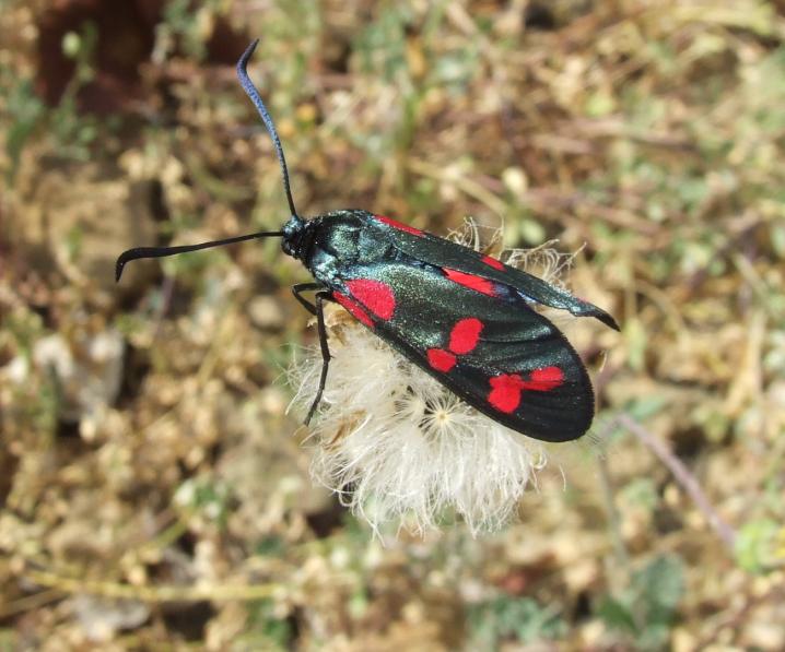 Zygaena filipendulae
