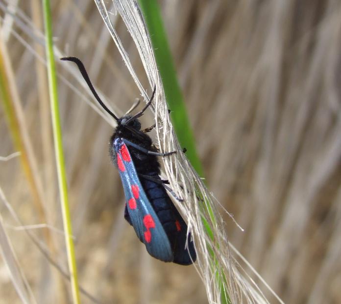 Zygaena filipendulae