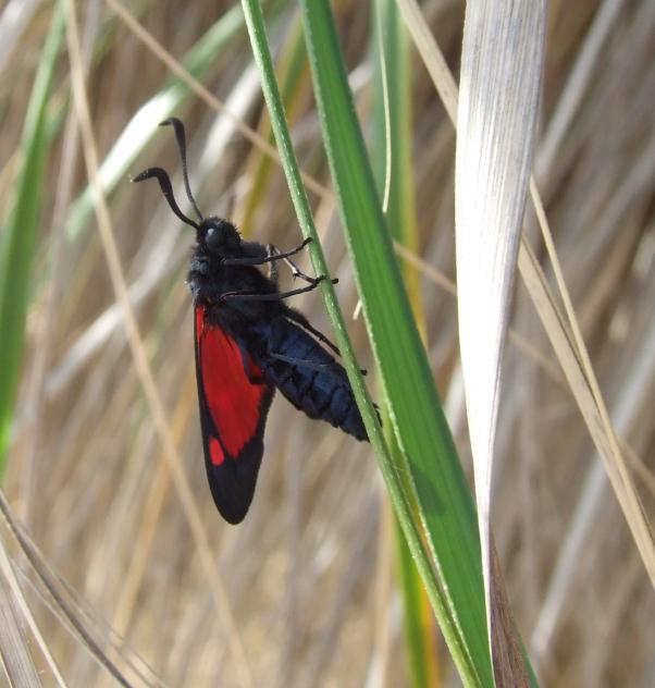 Zygaena filipendulae