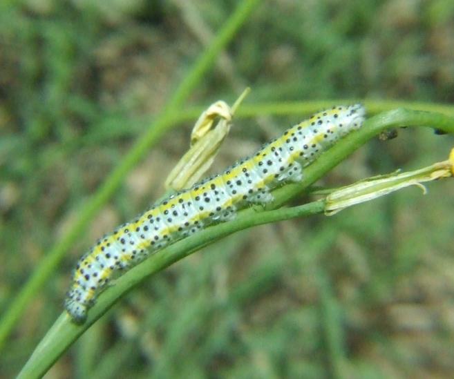larva di Euchloe ausonia