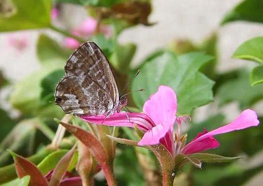 Cacyreus marshalli