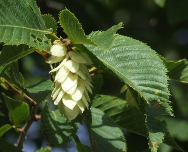 Ostrya carpinifolia