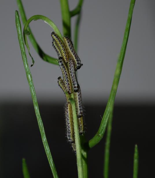 bruco - Pieris brassicae