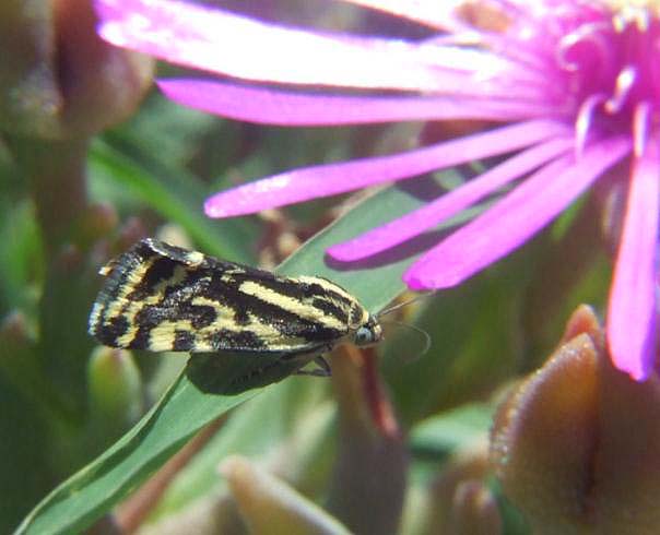 Emmelia trabealis