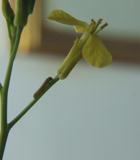 Pontia edusa